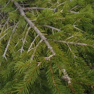 Хвойные опилки оптом в Коломне купить - оперативная доставка по всей России