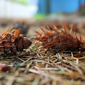 Хвойные опилки оптом в Коломне от завода-производителя Лигнум Ресурс