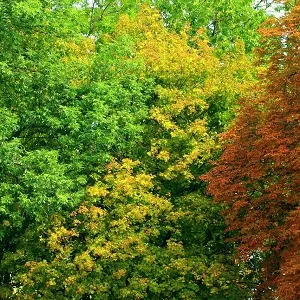 Лиственные опилки оптом в Коломне купить - оперативная доставка по всей России