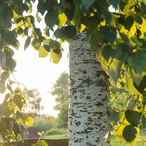 Опилки березовые оптом в Коломне купить - оперативная доставка по всей России