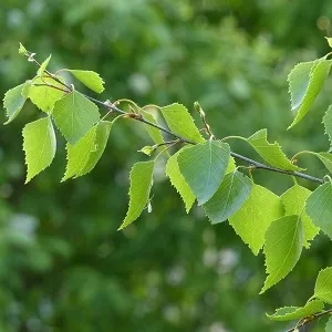 Опилки березовые оптом в Коломне от завода-производителя Лигнум Ресурс