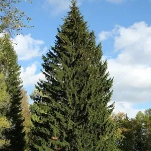 Еловые опилки оптом в Коломне купить - оперативная доставка по всей России