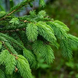 Еловые опилки оптом в Коломне от завода-производителя Лигнум Ресурс