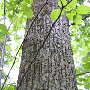 Опилки липовые оптом в Коломне купить - оперативная доставка по всей России