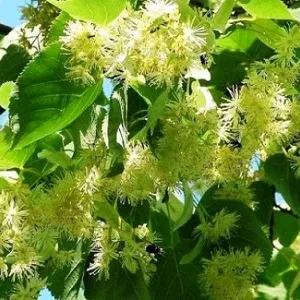 Опилки липовые оптом в Коломне от завода-производителя Лигнум Ресурс