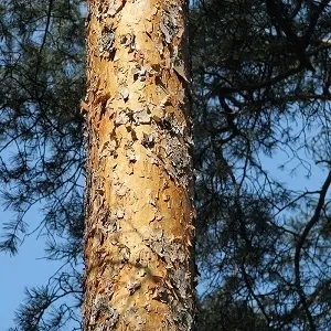 Сосновые опилки оптом в Коломне купить - оперативная доставка по всей России