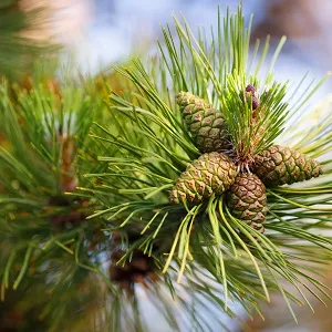 Сосновые опилки оптом в Коломне от завода-производителя Лигнум Ресурс