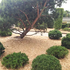 Хвойная щепа оптом в Коломне купить - оперативная доставка по всей России